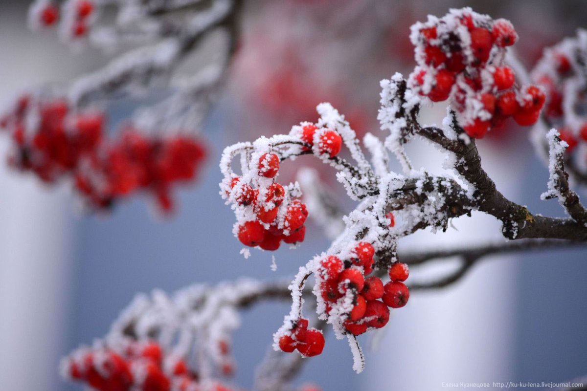 Рябина зимой