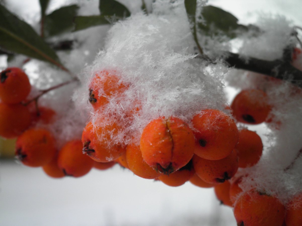 Морозные ягоды