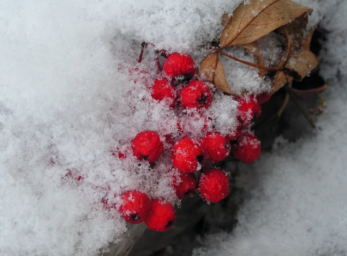 Калина в инее
