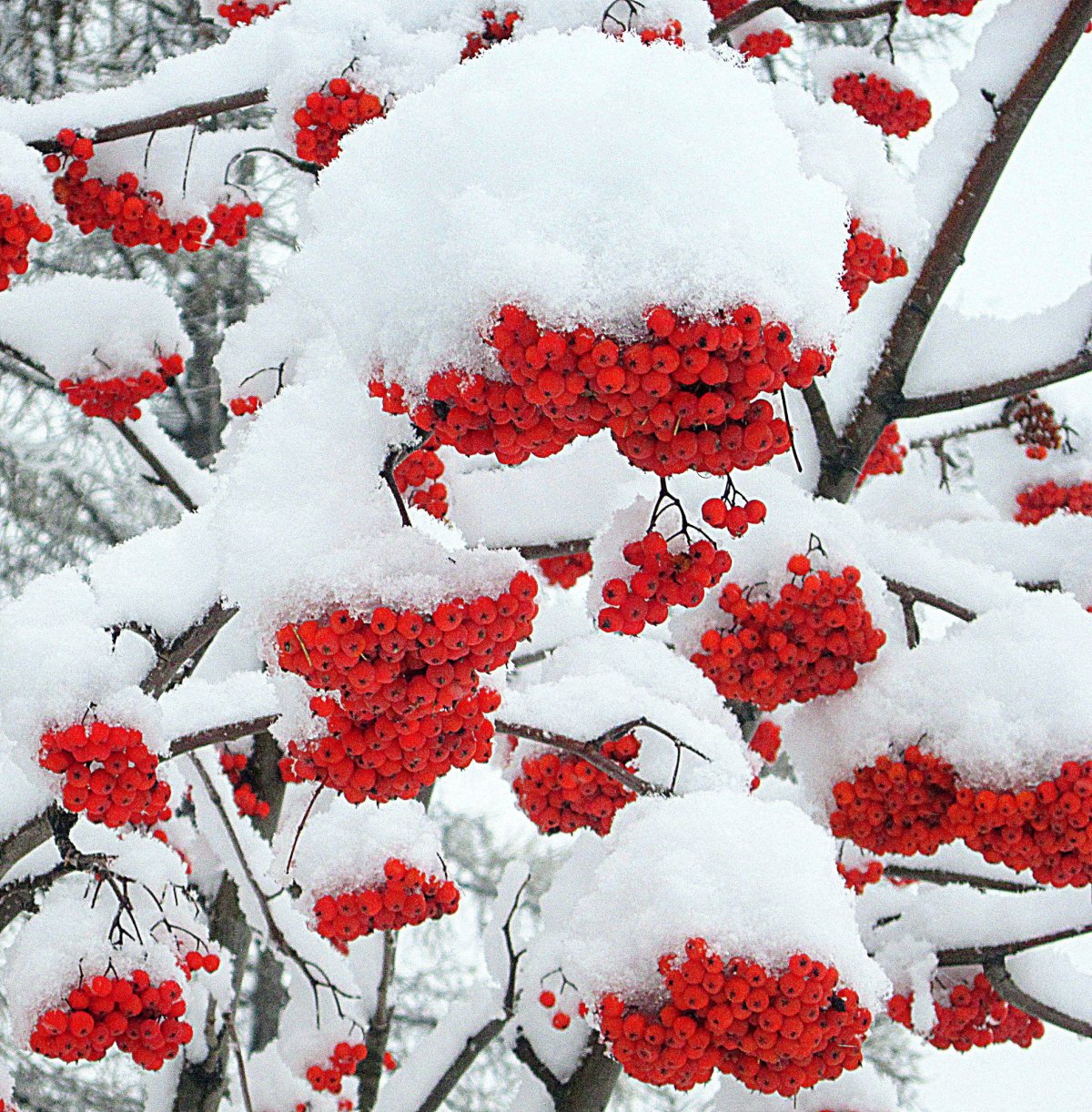 Рябина в снегу