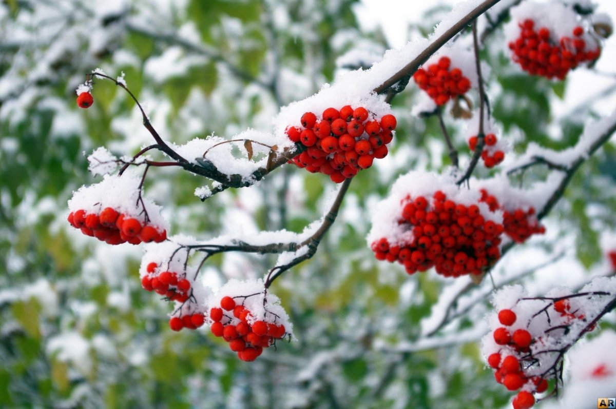 Рябина зимой