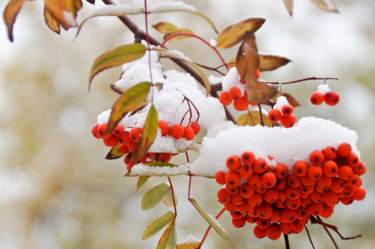 Небольшой снег природа