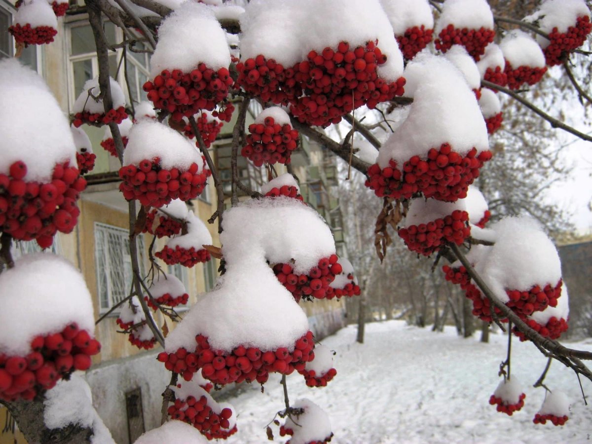 Дерево рябины под снегом