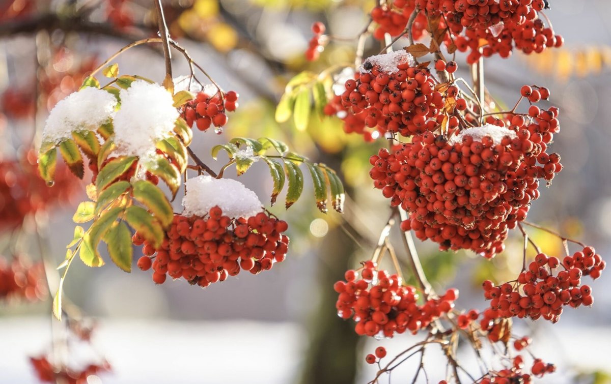 Ягоды рябины в снегу