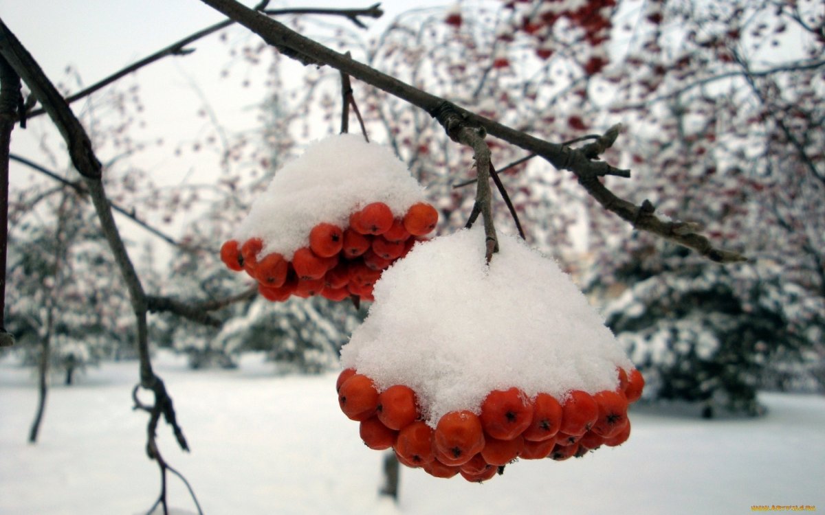 Рябина под снегом