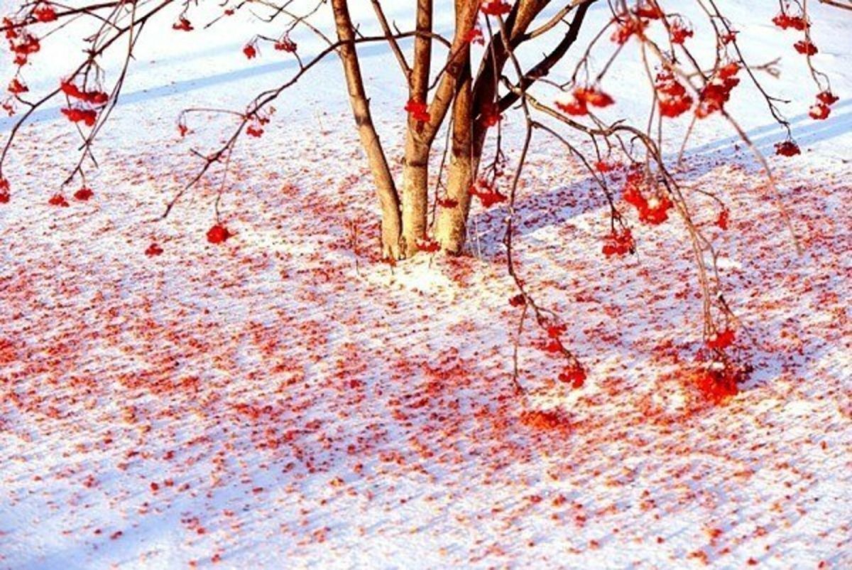 Снегири зимой