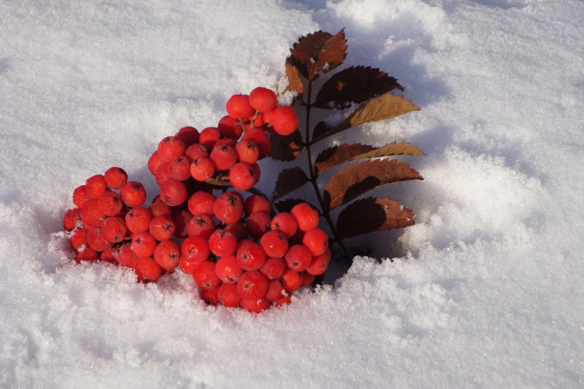 Снегири зимой