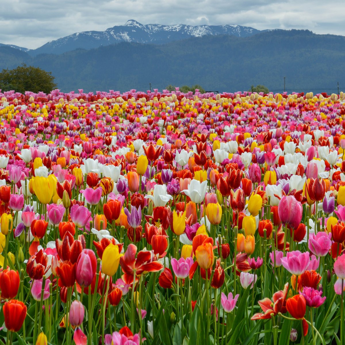 Букет тюльпанов на окне