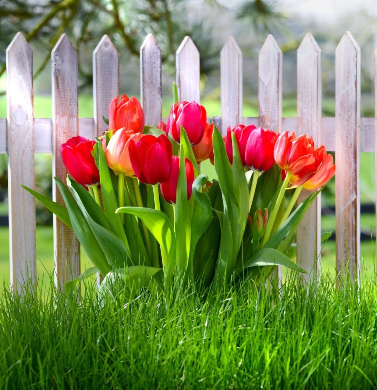 Тюльпаны в чашке