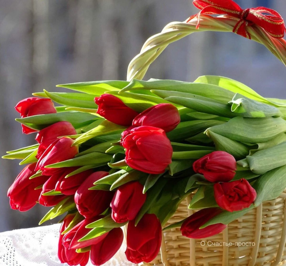 Тюльпановое поле Голландия закат