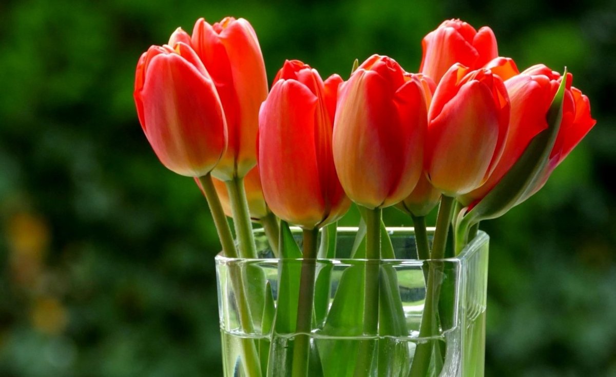 Тюльпан Маделон