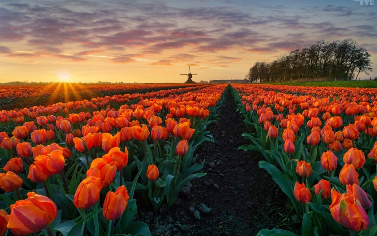 Открытки с добрым утром с желтыми тюльпанами