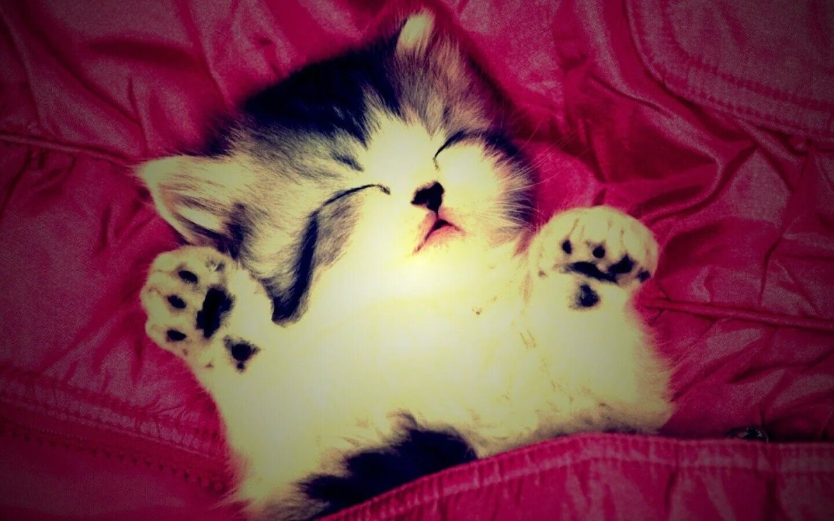 Японский кот Снупи порода