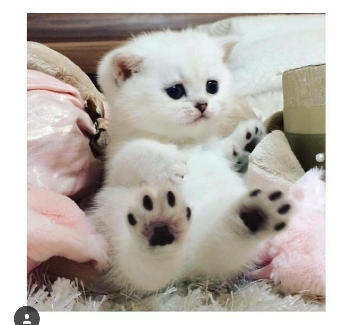 Много милых котят