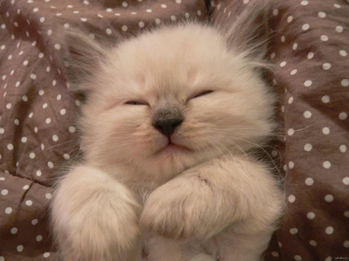 Милый котик