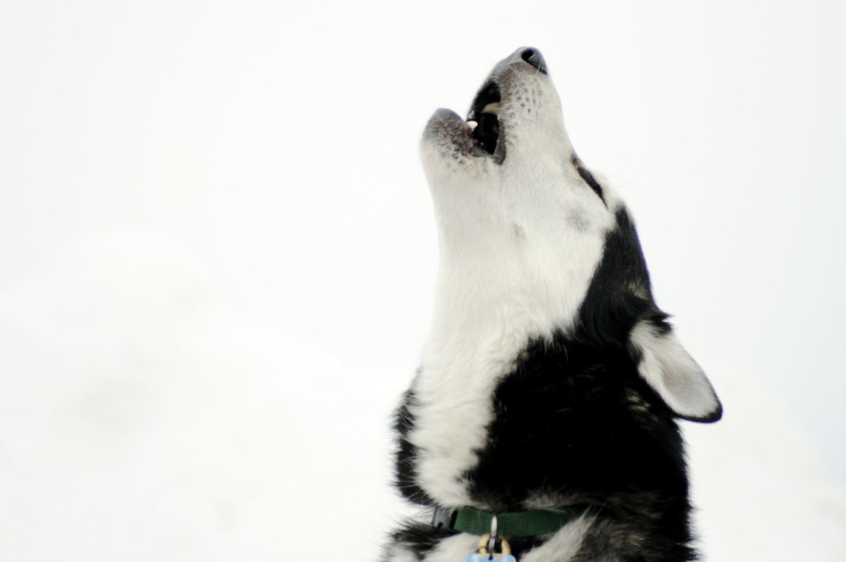 Одинокий белый волк