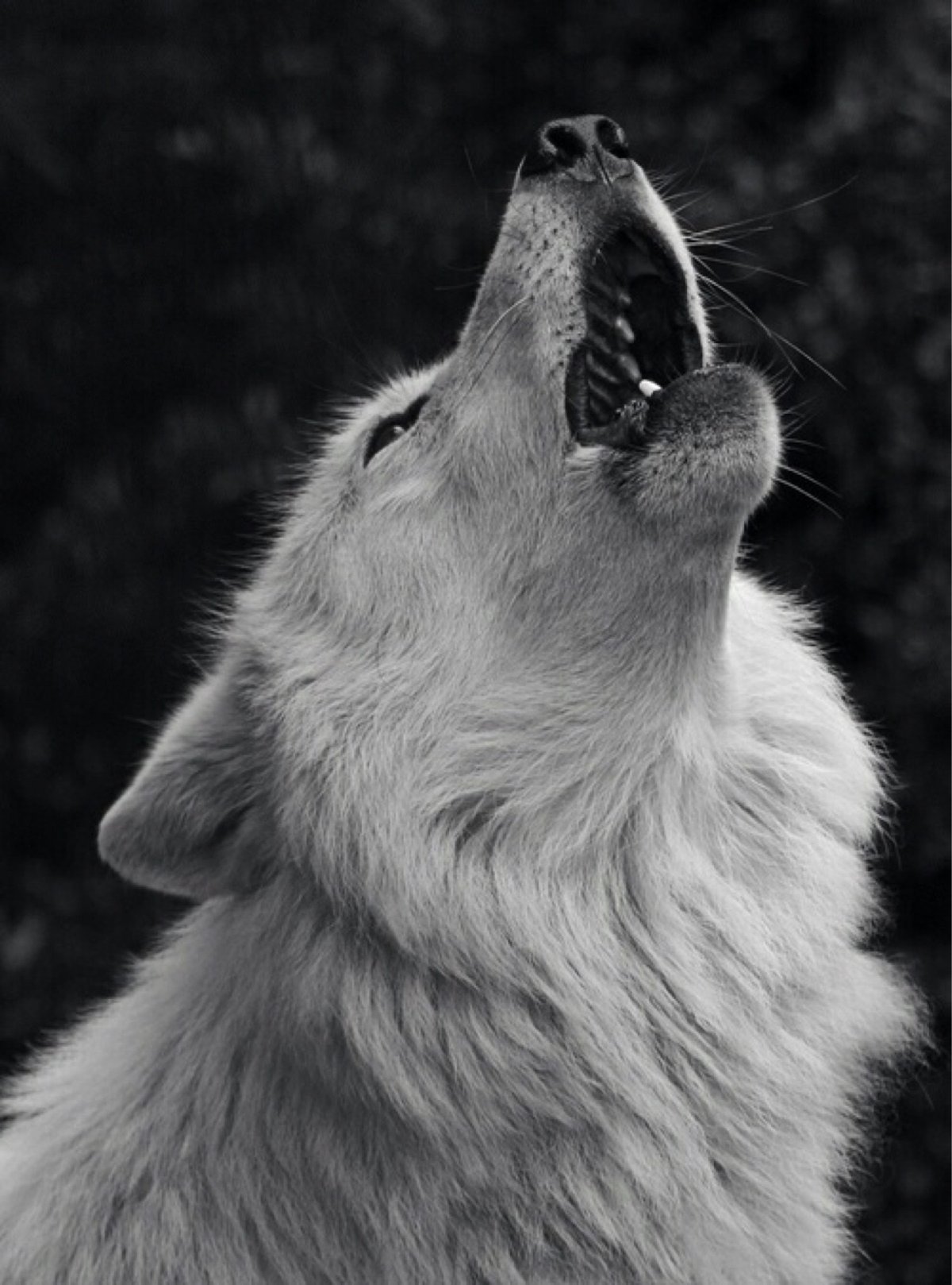 Волчонок воет на луну