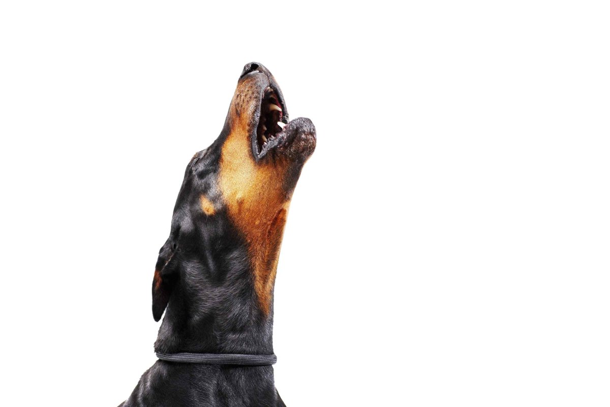 Силуэты собак разных пород