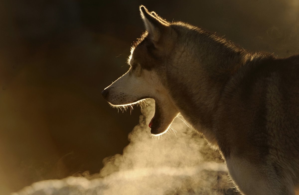 Мелвильский волк
