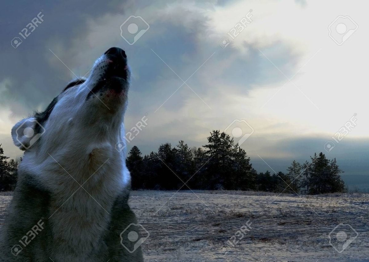 Ичкерия волк воющий на луну