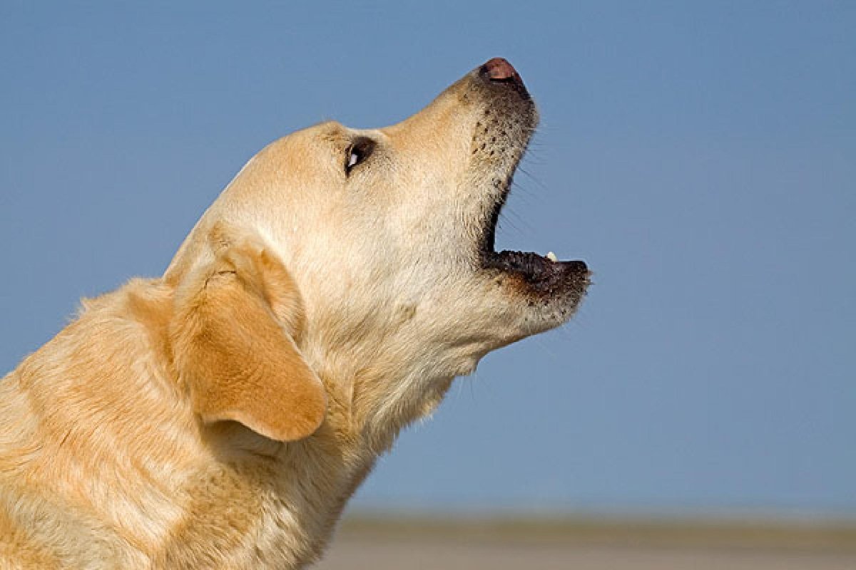 Белая собака которая воет