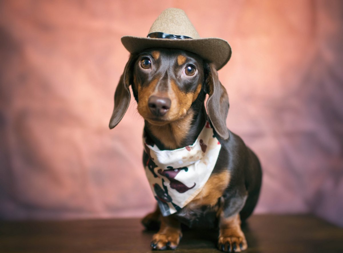 Веселая такса