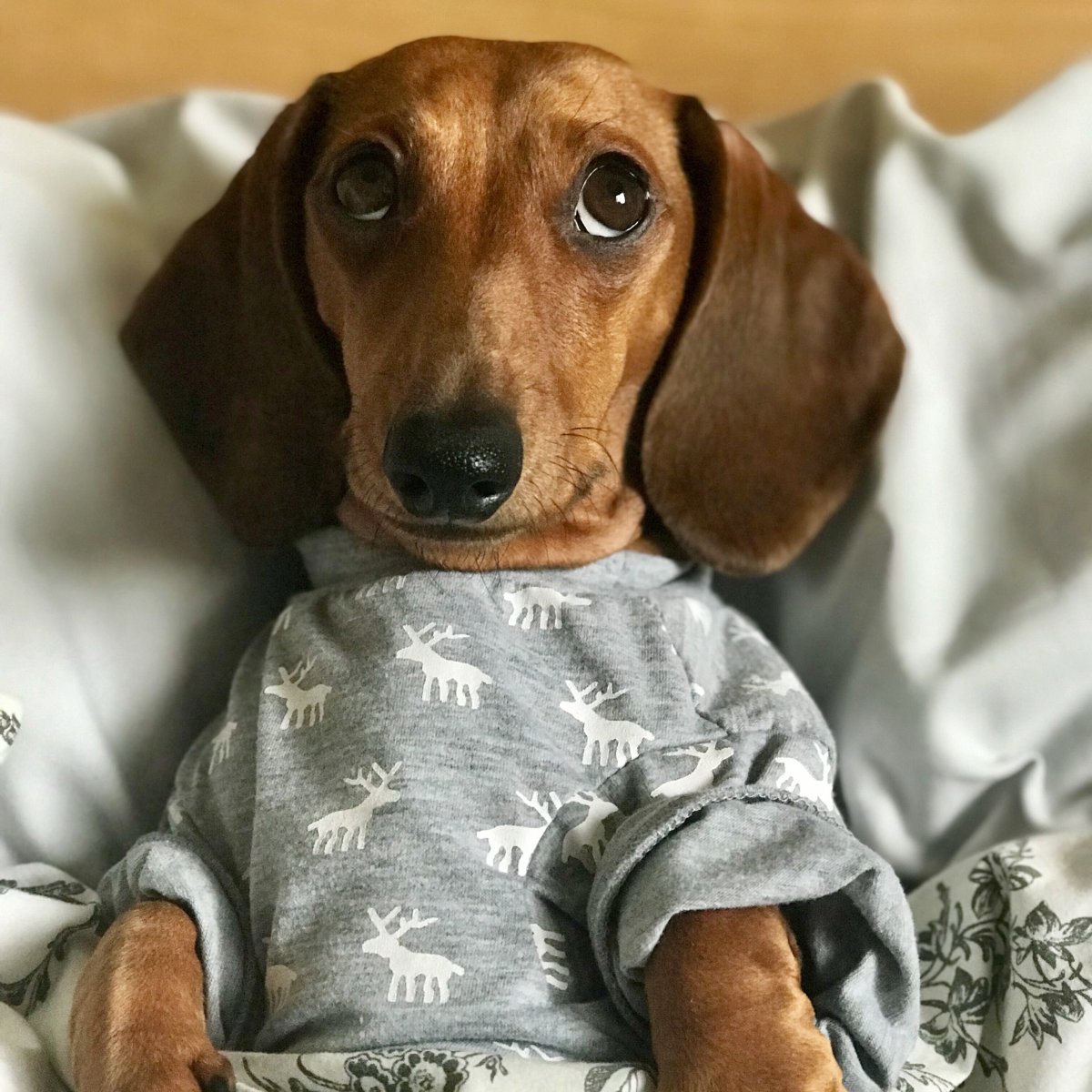 Такса Дакель