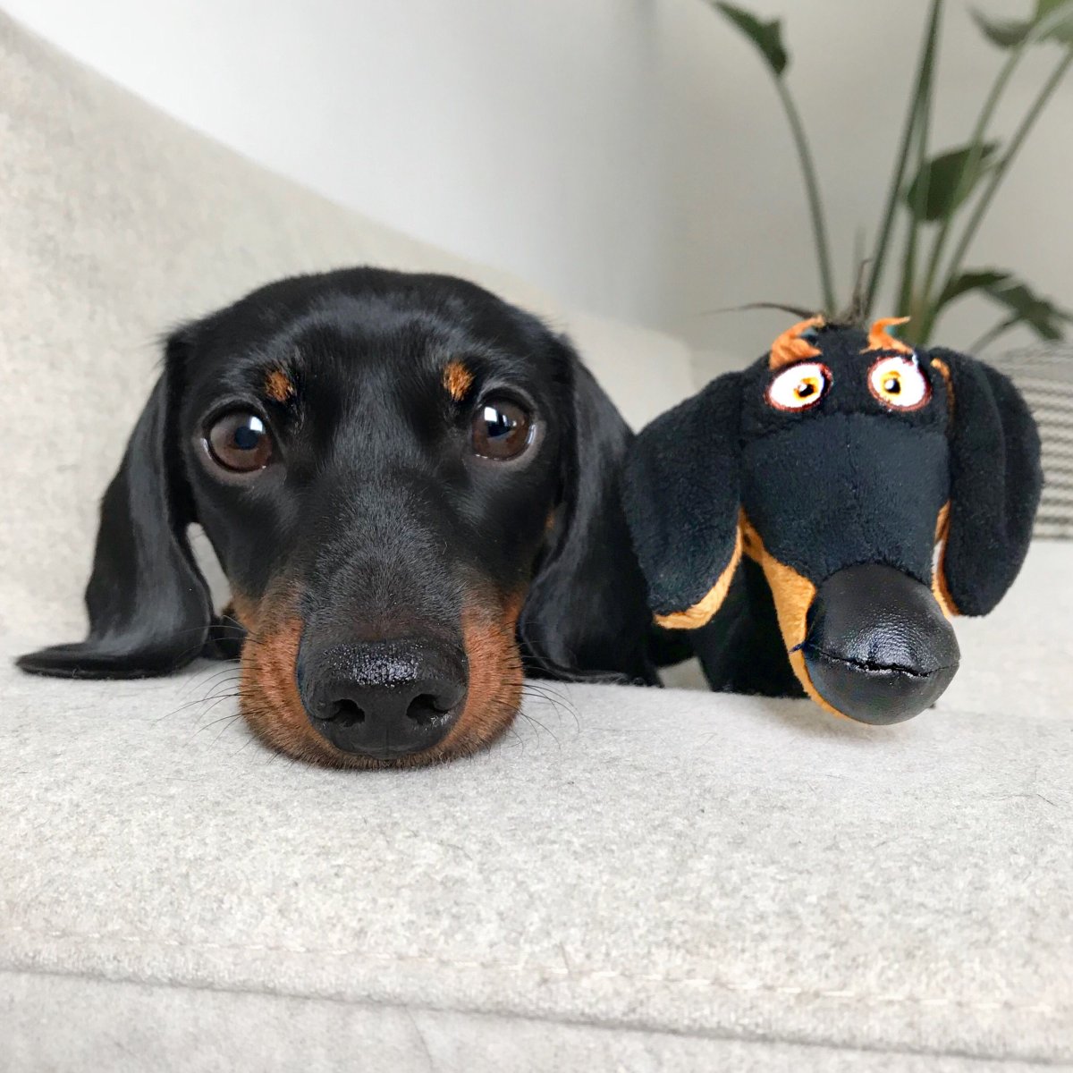 Собака такса смешная