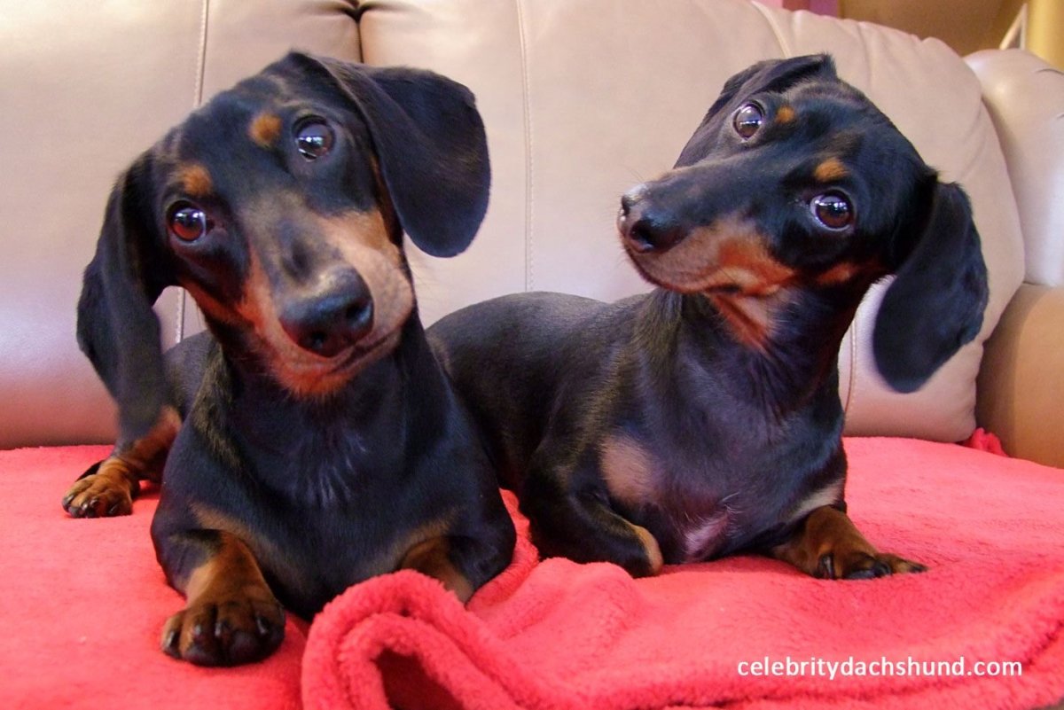 Королевская такса длинношерстная