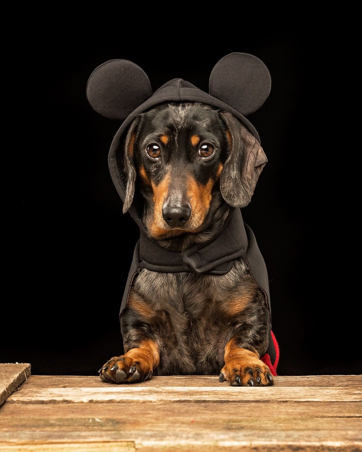 Веселая такса