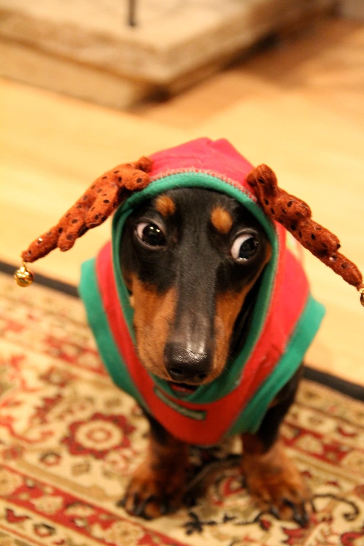 Собака такса смешная