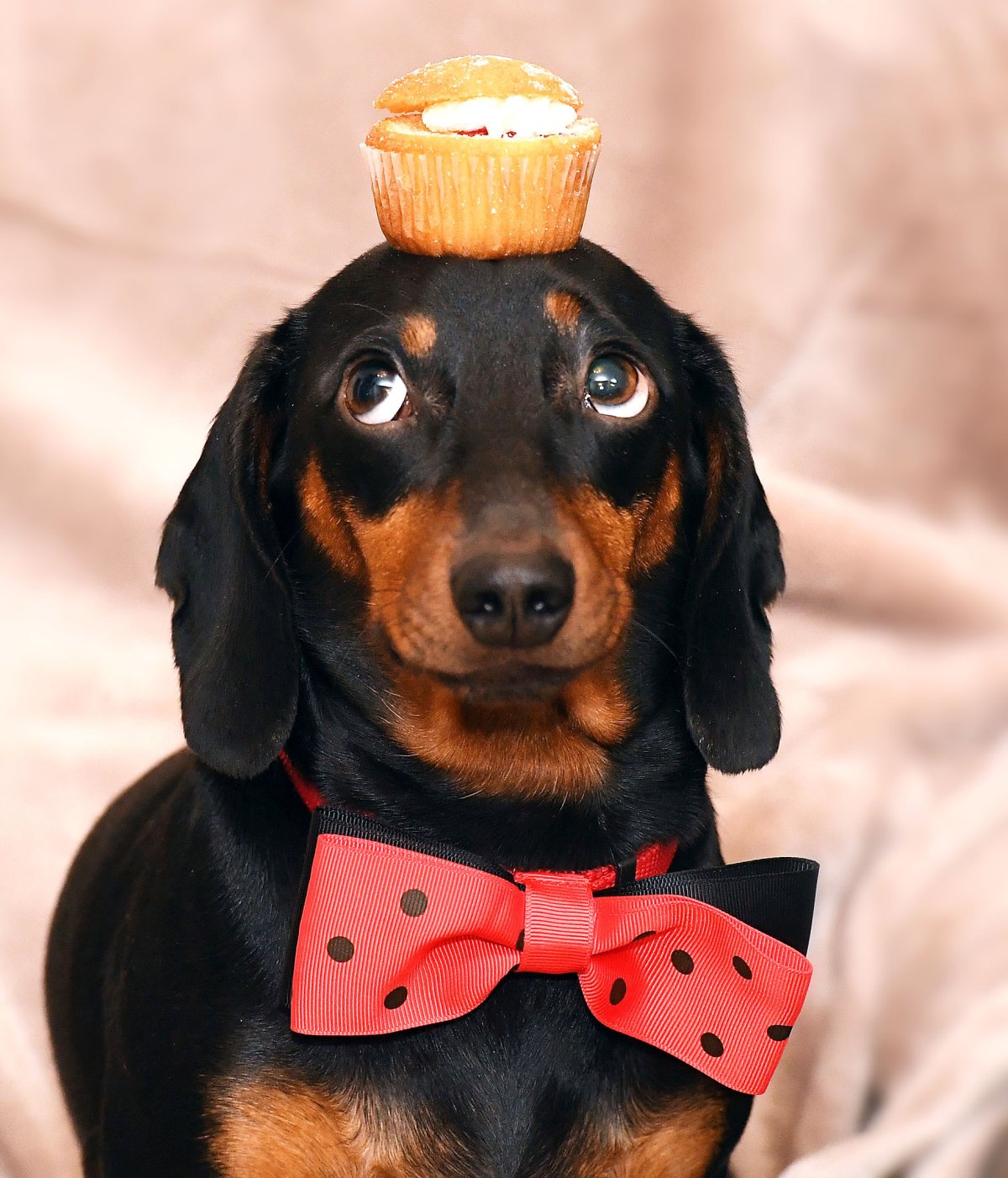 Такса классная