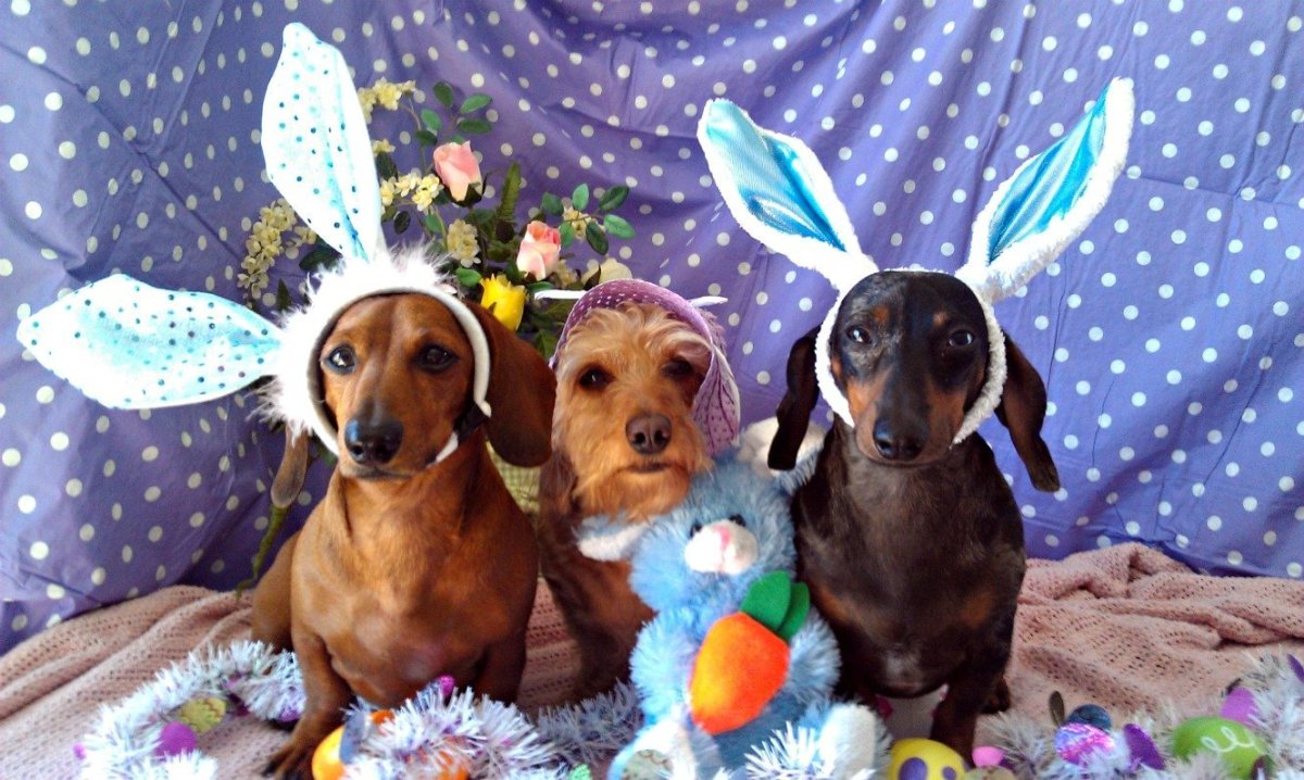 Такса и Пасха