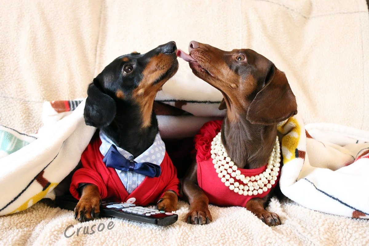 Доброе утро такса