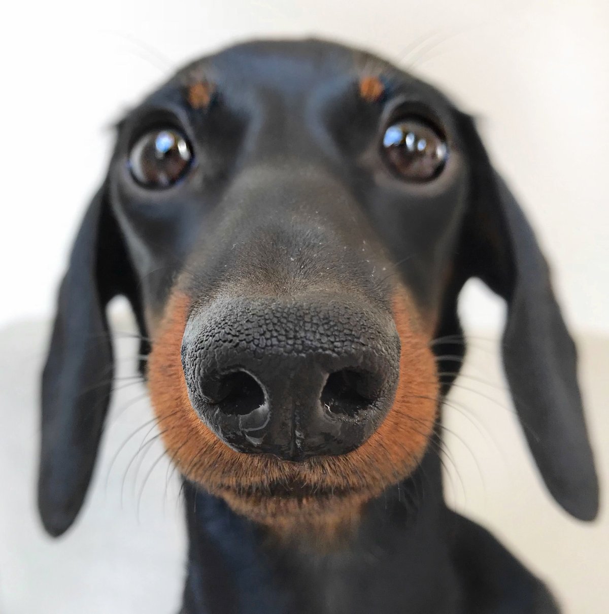 Собака такса смешная