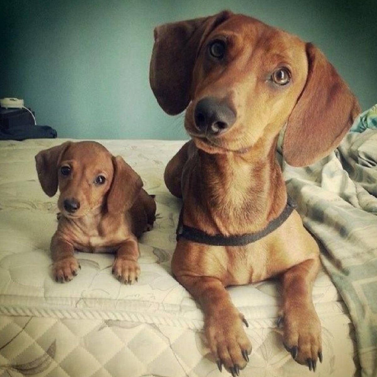 С_добрым_утром! Такса