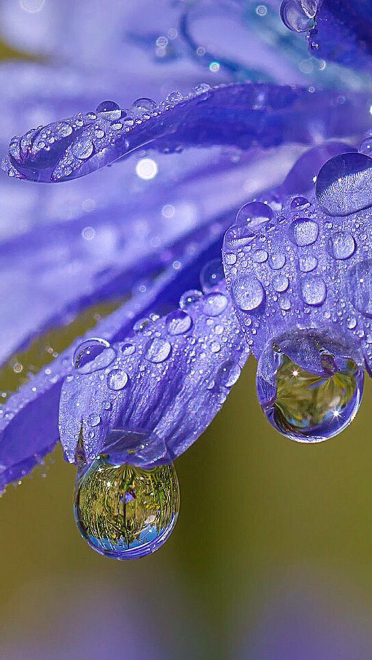 Роса на цветах