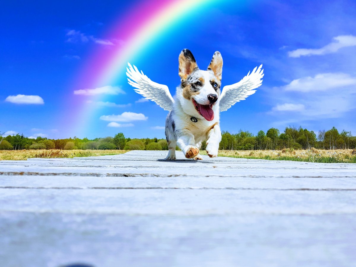 Собаки на фоне радуги