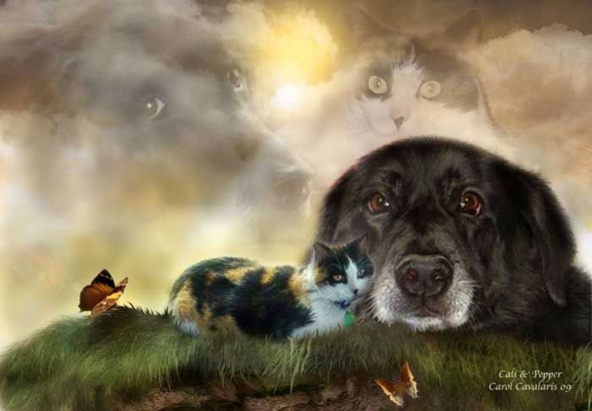 Щенок на радуге