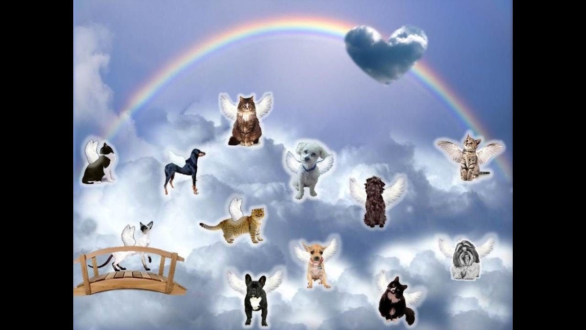 Мост радуги для кошек
