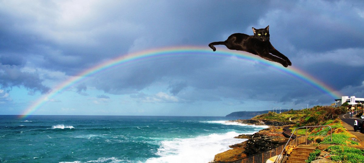 Разноцветные собачки