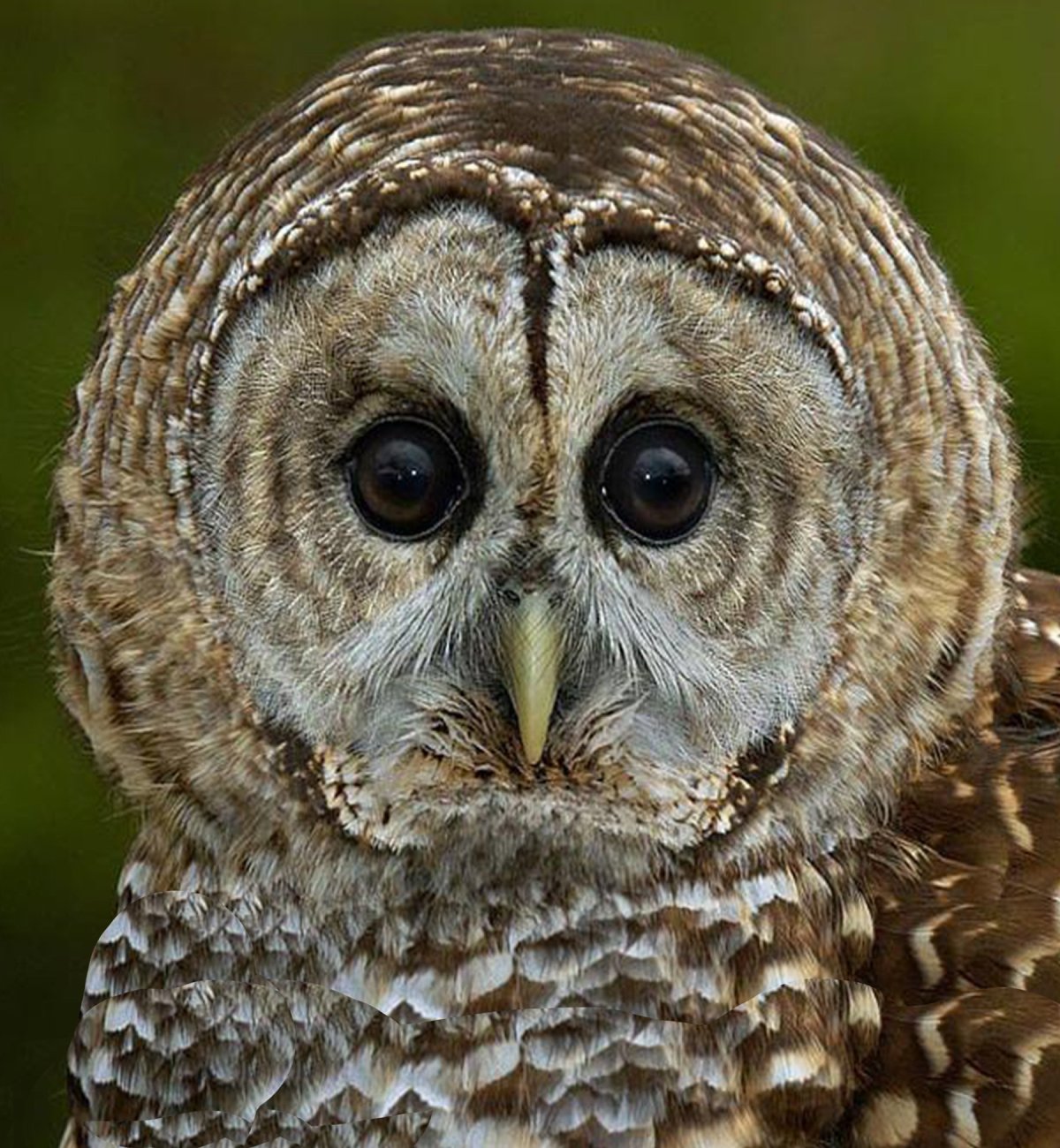 Сова прикол