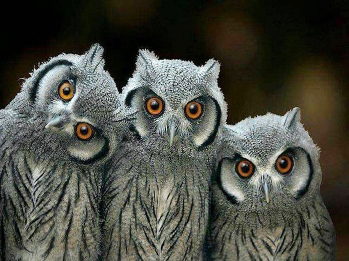 Домовый Сыч птенец