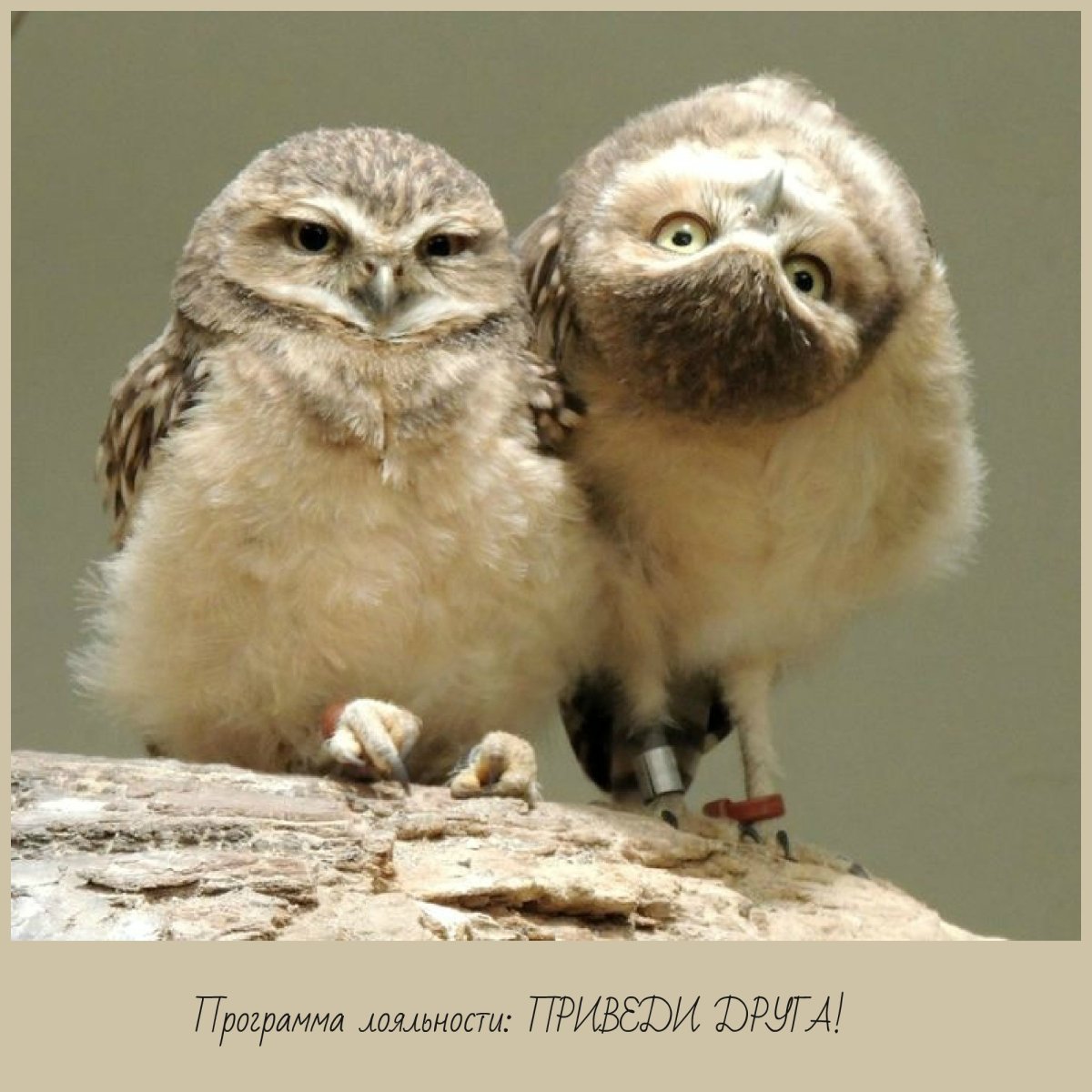 Капуша птица