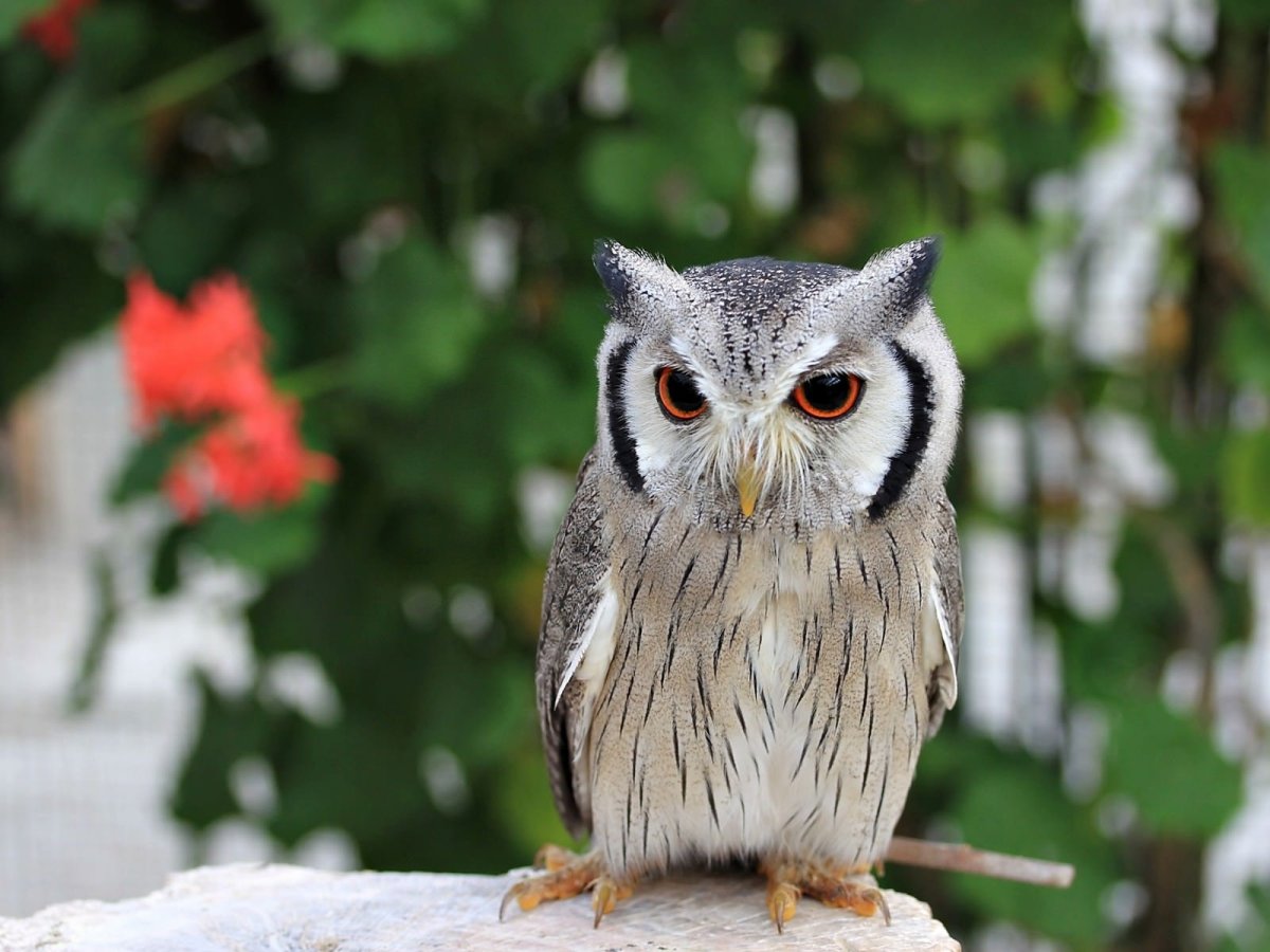 Смешные Совы