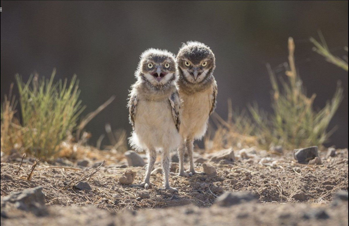 Милые Совята