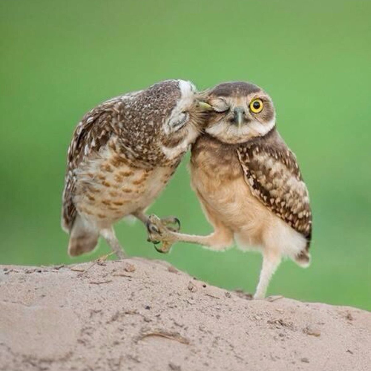 Смешные Совы