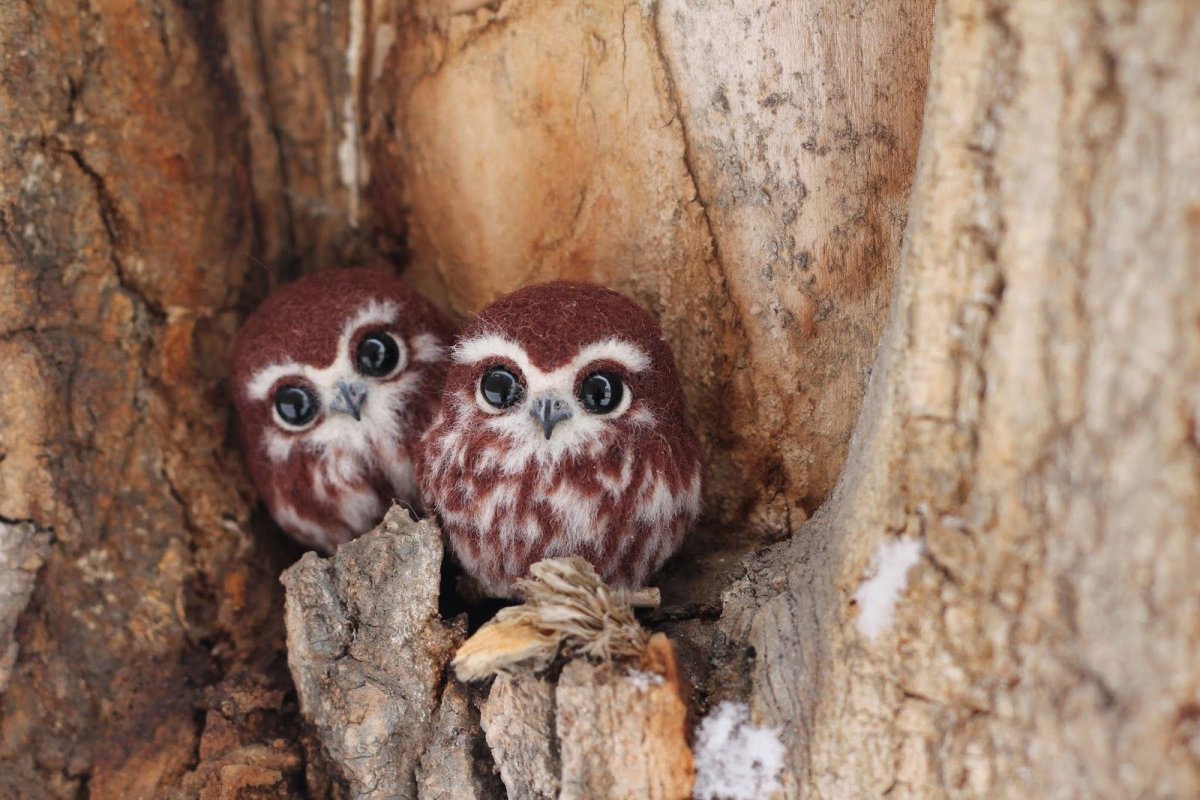 Смешные Совы