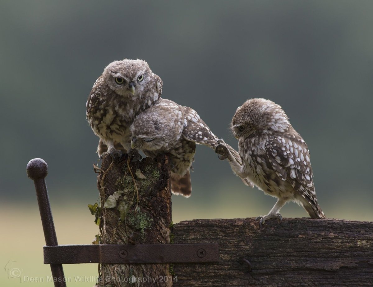 Няшная Сова