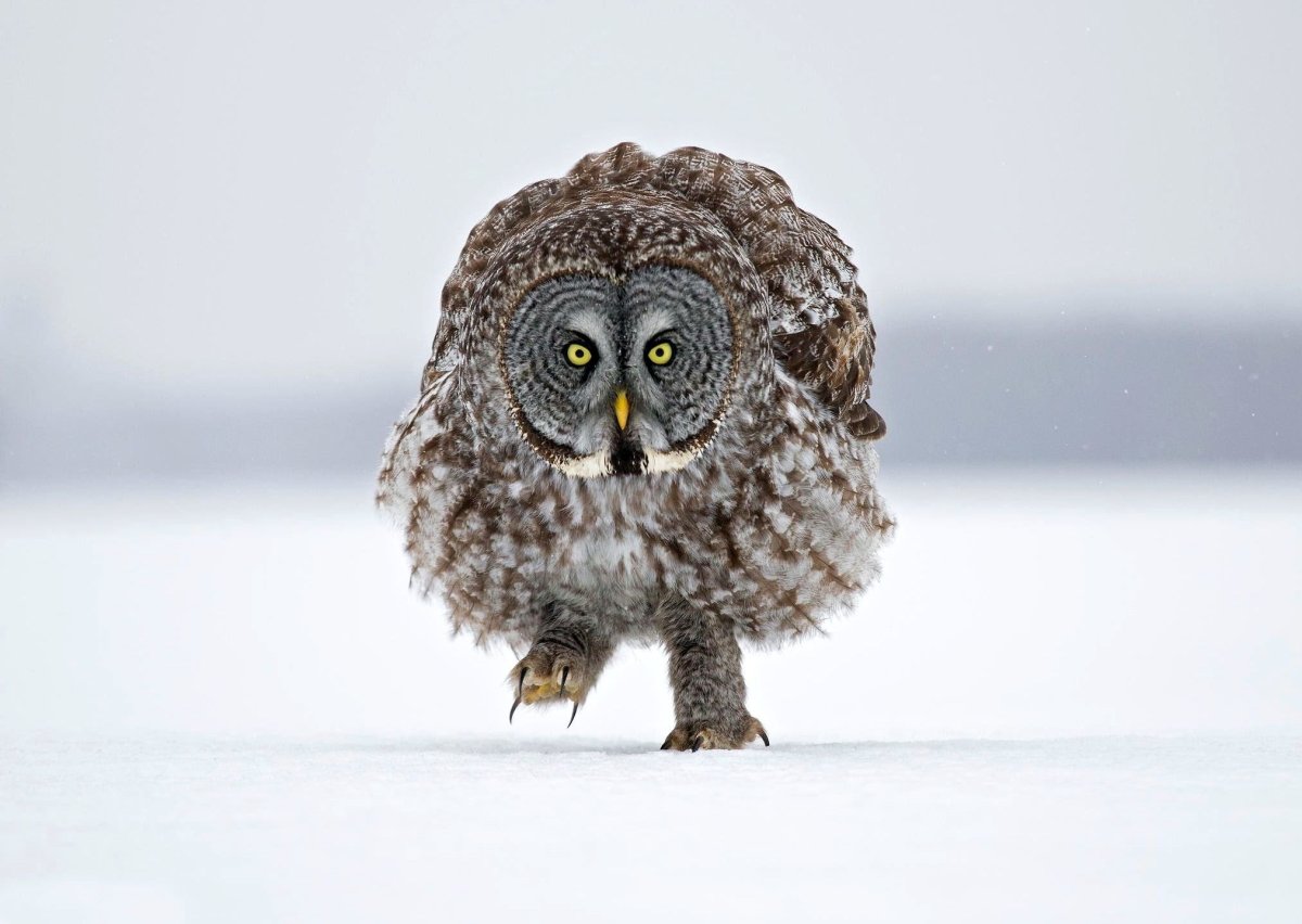 Совенок неясыти